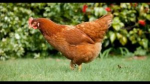 Как кудахтают курочки . Звуки курочек .Звуки курицы.