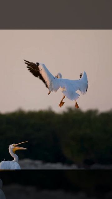 American White Pelican on Approach смотреть онлайн