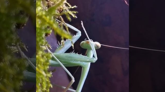 Indische Riesengottesanbeterin putzt sich (Hierodula membranacea) смотреть онлайн