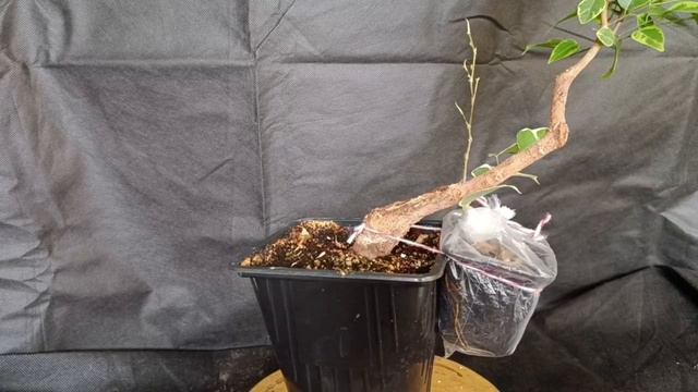 √3 фикус127 Бенджамина (Бонсай)