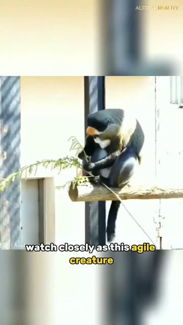 De Brazza's Monkey - The Hidden Gem of the Jungle смотреть онлайн