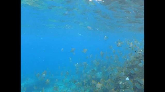 Sri Lanka day 5, snorkeling in Trincomalee смотреть онлайн