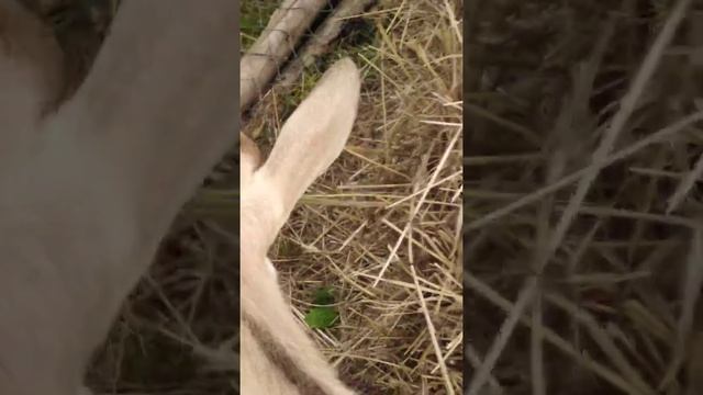 Ранчо 2 смотреть онлайн