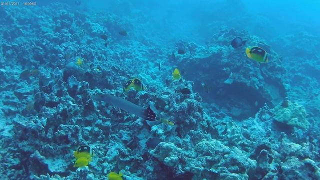 Pacific Trumpetfish смотреть онлайн