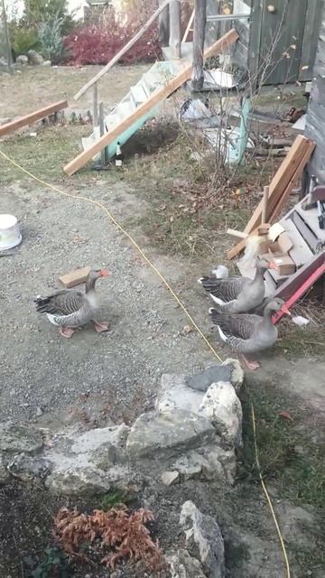 гуси гуси га га га смотреть онлайн