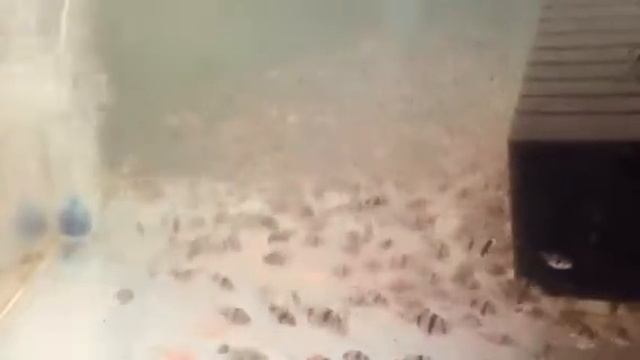 Барбус суматранский смотреть онлайн
