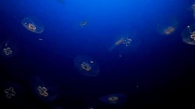 Moon Jellyfish смотреть онлайн