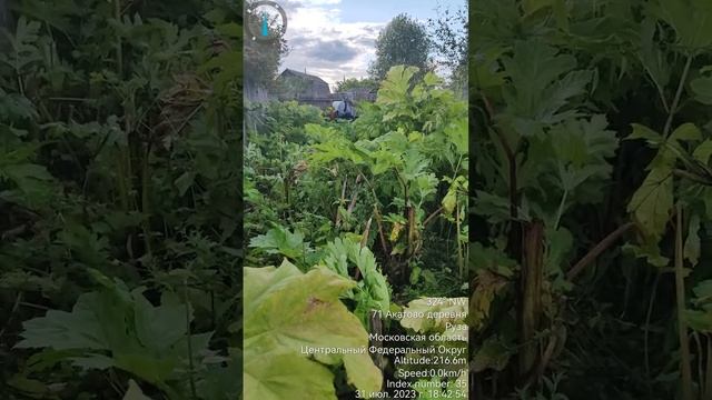 уничтожение борщевика #Можайске #+79152048084 смотреть онлайн