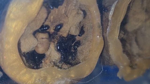 Actualización Colobopsis Truncata смотреть онлайн