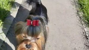 Звёздная Капель ОВЕР