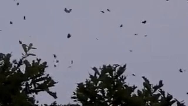 アカシジミ夕方活動～津軽での大発生（600fps） смотреть онлайн
