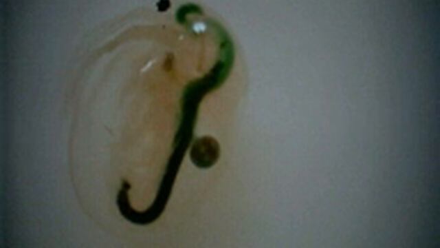 Caffeinated Daphnia magna смотреть онлайн