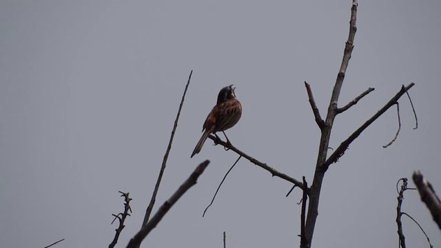 ホオジロ(Meadow Bunting, Emberiza cioides) смотреть онлайн