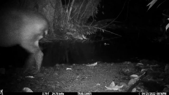 Male and female Baird's Tapir captured on a camera trap in Drake Bay - September 23 and 24, 2022 смотреть онлайн