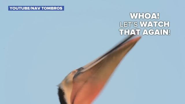 Pelican's Incredibly Dramatic Yawn смотреть онлайн