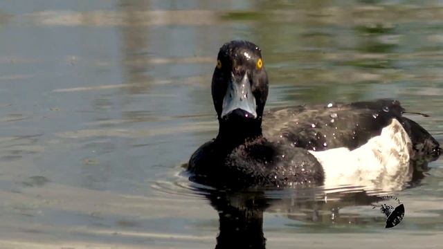 Хохлатая чернеть (Tufted Duck)