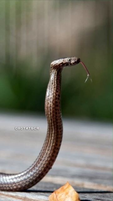 5 САМЫХ ИНТЕРЕСНЫХ ФАКТОВ ПРО ЗМЕЙ, КОТОРЫЕ ТЫ СКОРЕЙ ВСЕГО НЕ ЗНАЛ! #shorts #животные #змея смотреть онлайн