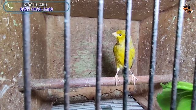 JANGAN KAGET LIAT STOCK DAN HARGANYA NGUTANG PUN BISA TERJADI PASAR BURUNG PRAMUKA смотреть онлайн