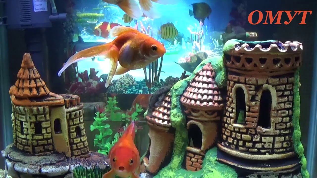 299. ВАШИ КОММЕНТЫ и НЕ ТОЛЬКО... смотреть онлайн