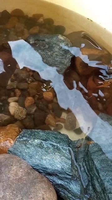 Завёл речных раков в домашних условиях! смотреть онлайн