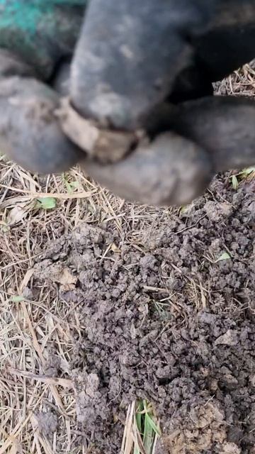 Интересные находки у деревенского пруда! ##металлокоп ##металлоискатель ##жизньвдеревне