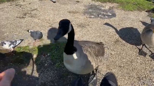 Гуси тоже любят фри смотреть онлайн