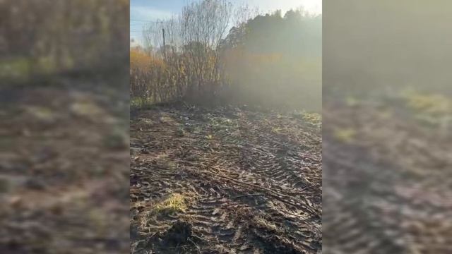 ст кедр смотреть онлайн
