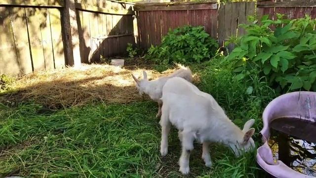 Привезли козлят + эпизоды дней. Жизнь в селе. смотреть онлайн
