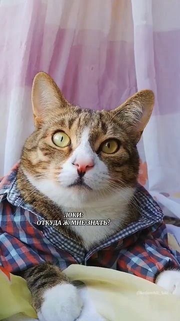 ШОК😳КОТИКУ ПОСТАВИЛИ ДВА😱 #shorts #котики #коты смотреть онлайн