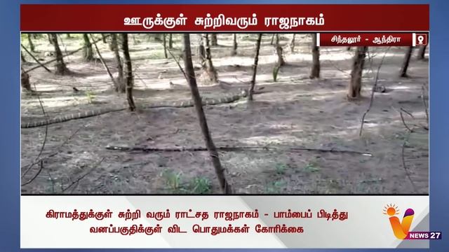 கடிக்க வேண்டாம் பார்த்தாலே விஷமேறும் போலயே.. சீறும் ராஜநாகம் смотреть онлайн