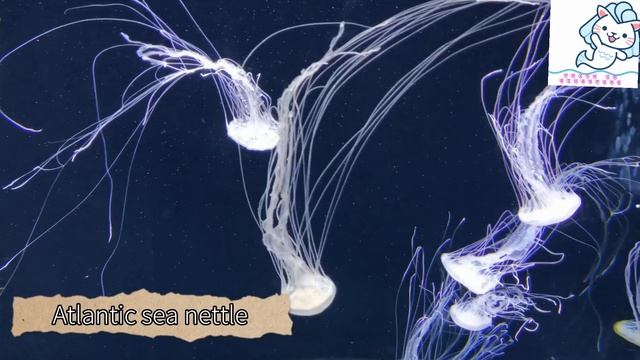 Priya In Singapore Episode 1-S.E.A Aquarium смотреть онлайн