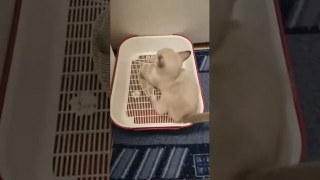 Леся и Сёма - Игривый хвост смотреть онлайн