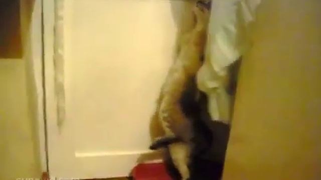Кот пьяный что ли? смотреть онлайн