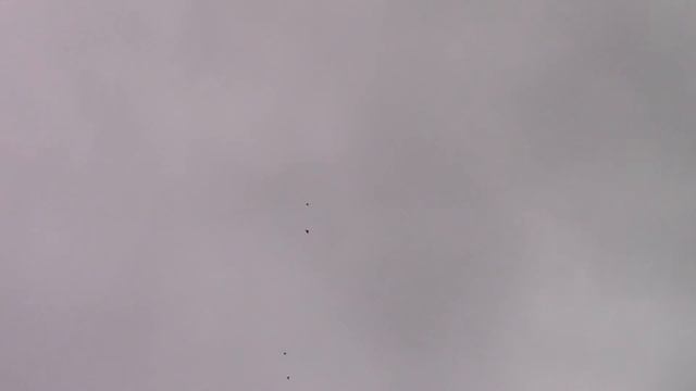 Бойные голуби Романа..... смотреть онлайн