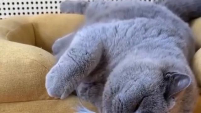 Кот и попугай. 😁 смотреть онлайн