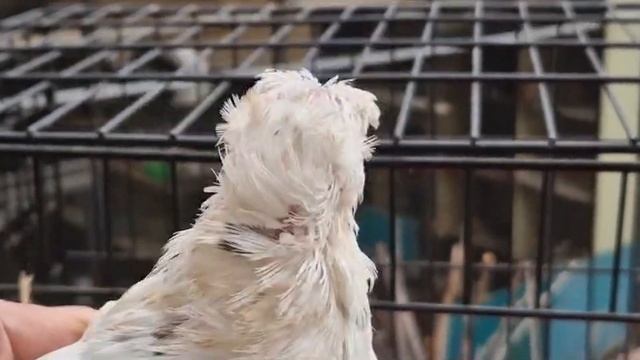 Восхитительная Коллекция Двухчубых Голубей! Двухчубые голуби. Tauben. Pigeons. Palomas. Pombos. 비둘기