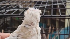 Восхитительная Коллекция Двухчубых Голубей! Двухчубые голуби. Tauben. Pigeons. Palomas. Pombos. 비둘기