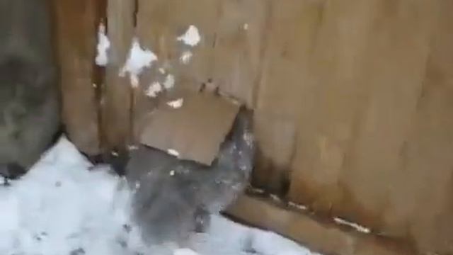 Кот толстожоп застрял смотреть онлайн