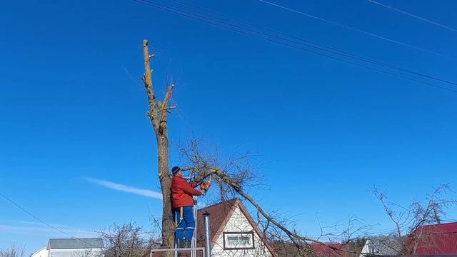 Вышка не приехала, но приехал Миша. Спилили дерево рядом с ЛЭП. смотреть онлайн