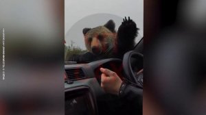 Медведь напал на машину с людьми