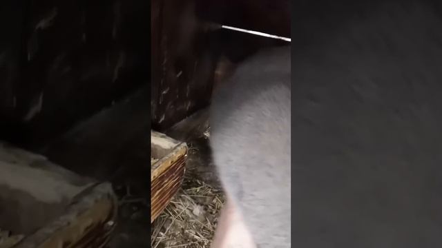 французкий баран 4 месяца смотреть онлайн