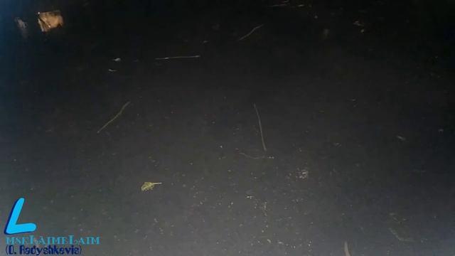 Нашествие дождевых червей на Москву смотреть онлайн