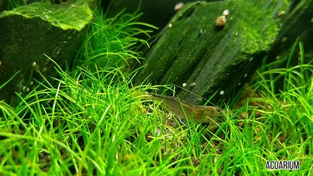 Neocaridine acuarium relax video смотреть онлайн