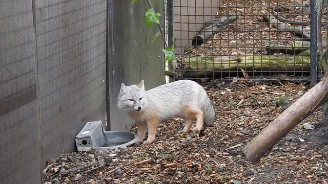 水を飲むコサックギツネ Corsac fox drinking water 2020 0217 смотреть онлайн