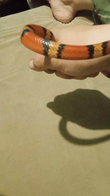 Молочная змея,добрые? А они об этом знают?Наша всегда кусается! смотреть онлайн