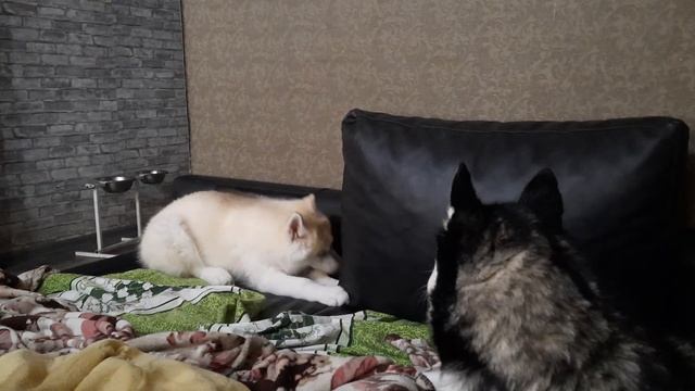 Пришла МИГЕРА || ВСЕ В ШОКЕ смотреть онлайн