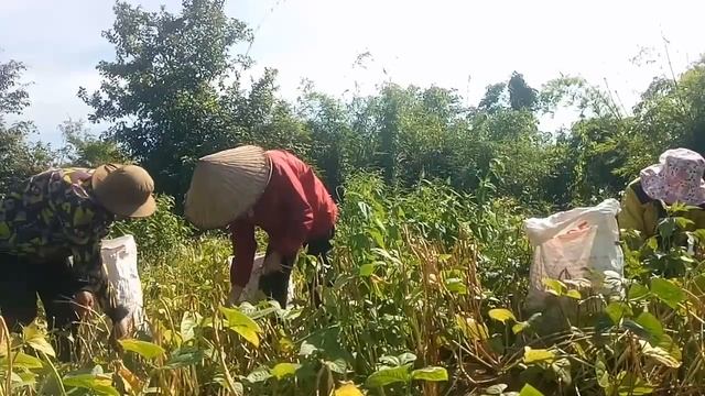 Tơlơi Adoh Jrai .Ri Đông.Mă Bruă Pe Tă.@rahlanbua смотреть онлайн