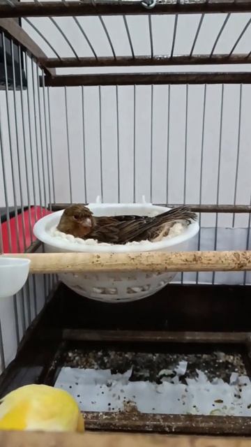 7 days #birds #travel #shorts #fishing смотреть онлайн