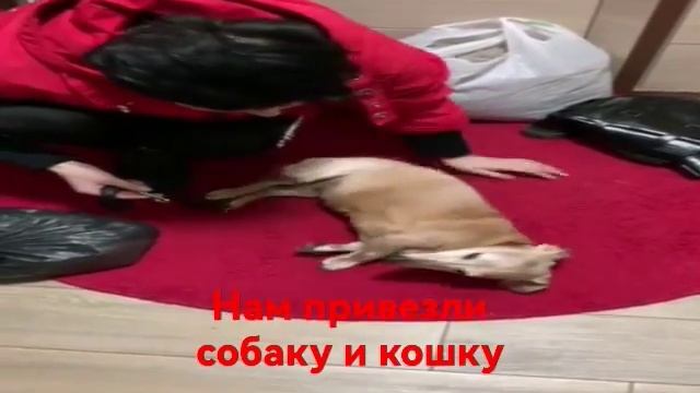 нам дали присмотреть за животными пока хозяева отдыхают😅 смотреть онлайн