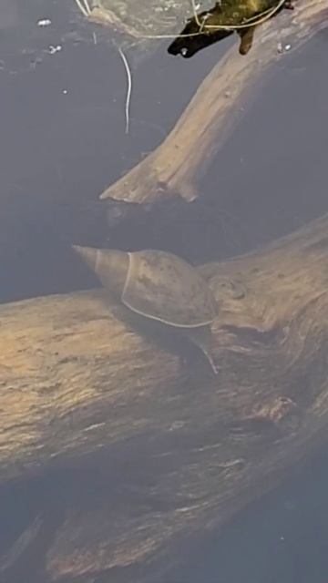 Lymnaea stagnalis - pond snail moving across a pond log. #nature #gardenpond #snails смотреть онлайн